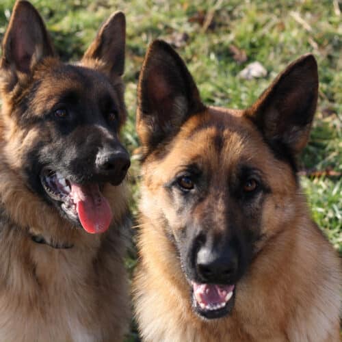 Ambulatorio Veterinario a Valdagno