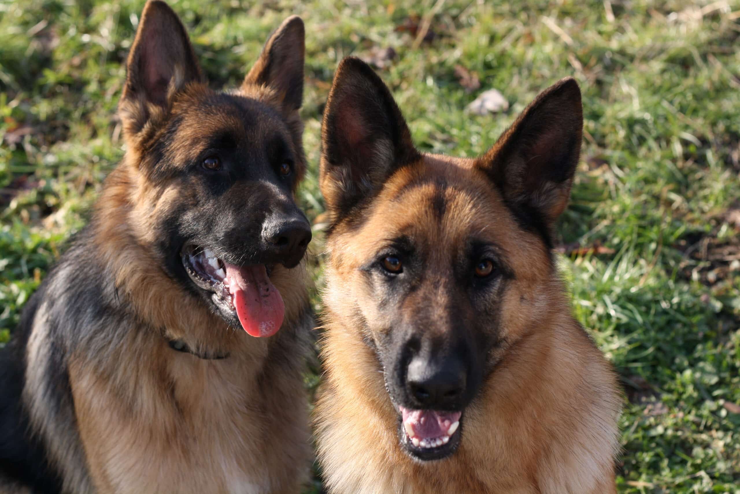 Ambulatorio Veterinario a Valdagno