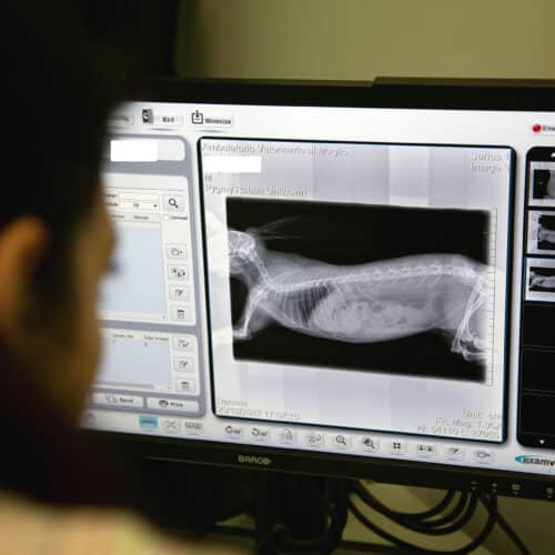 Esame radiografico veterinario