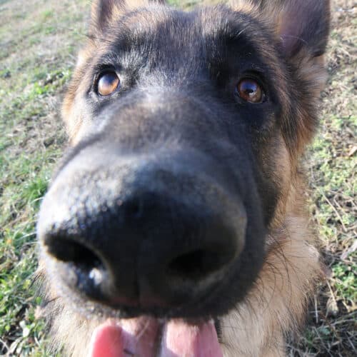 Il tuo cane dal Veterinario